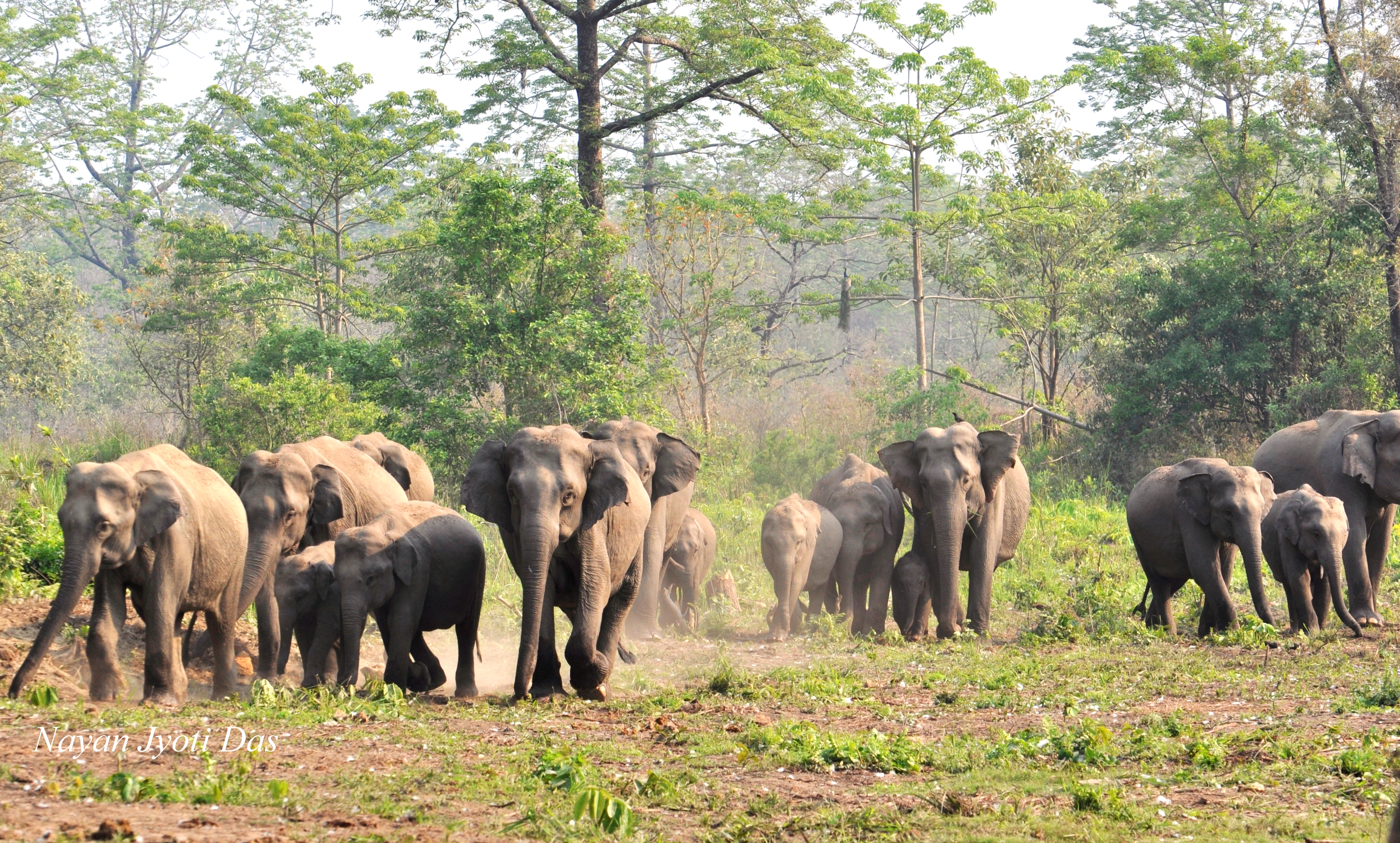 Manas National Park Sahapedia